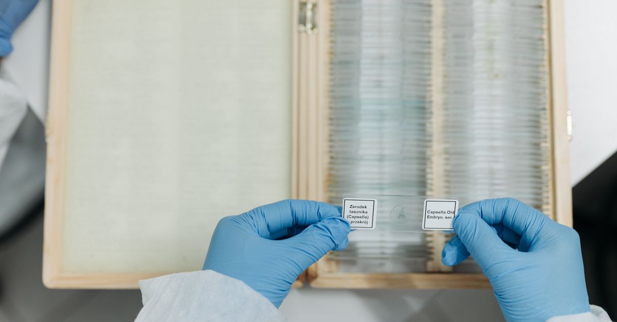 Genea IVF: intro focus